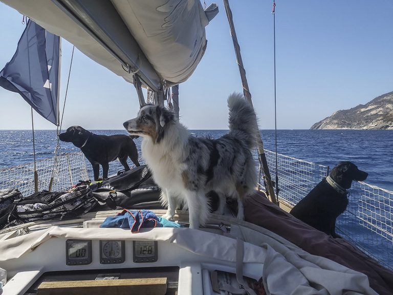 cani in barca a vela