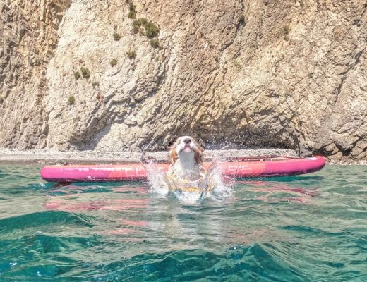 Cani in barca: dove ancorare all'Isola d'Elba